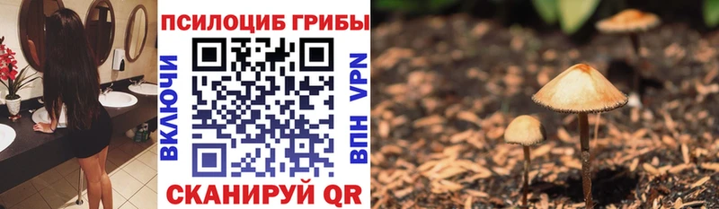 Галлюциногенные грибы Psilocybine cubensis Бакал